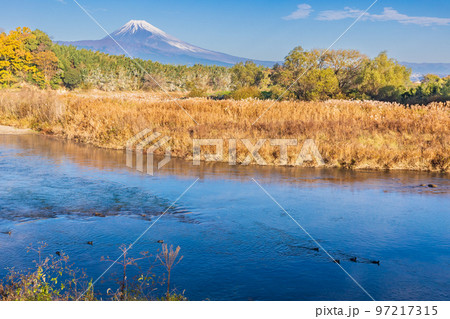 (静岡県)狩野川のカルガモ親子と富士山 (静岡県)狩野川のカルガモ親子と富士山 97217315