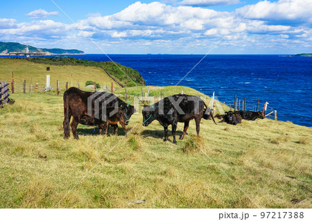 玄界灘に突き出した杉ノ原放牧場に広がる草原と肥前立石埼灯台（佐賀県唐津市呼子町） 97217388