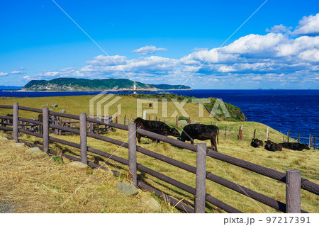 玄界灘に突き出した杉ノ原放牧場に広がる草原と肥前立石埼灯台（佐賀県唐津市呼子町） 97217391