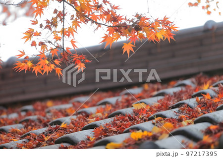 紅葉したもみじ 97217395