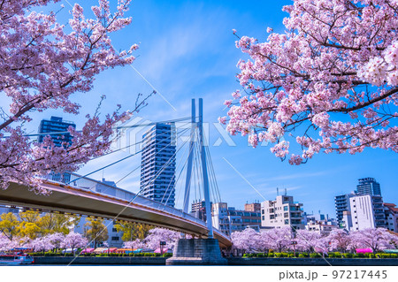 毛馬桜之宮公園の桜と川崎橋 97217445