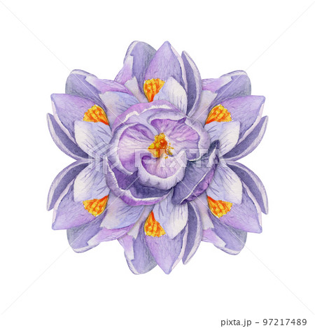 Watercolor hand drawn composition with spring flowers, crocus, leaves and stems, bow, gift tag. Isolated on white background. For invitations, wedding, greeting cards, wallpaper, print, textile. 97217489