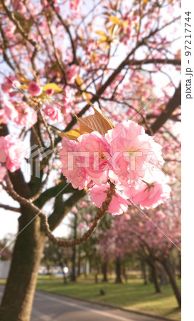 満開の桜　サトザクラ　2 97217744