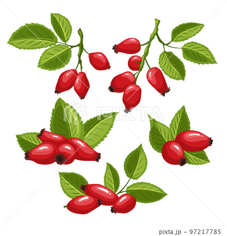 rosehip rose berry hip set cartoon vector illustration 97217785