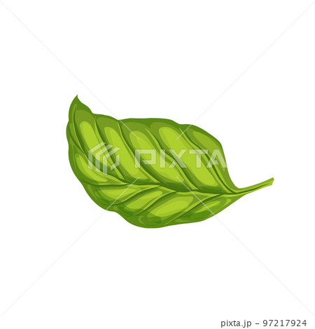 basil leaf cartoon vector illustration Stock Illustration