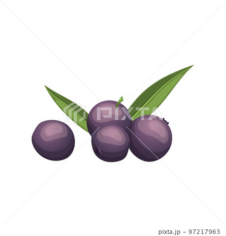 acai food fruit cartoon vector illustration 97217963