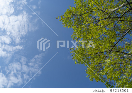 仰ぎ見る青空 仰ぎ見る青空 97218501