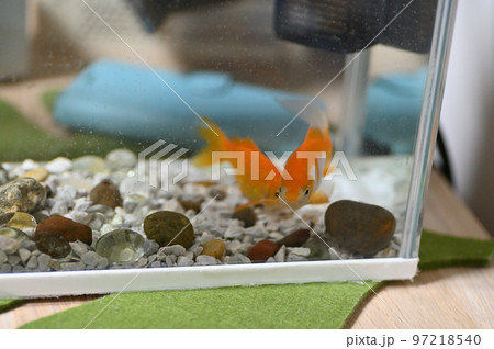 水槽に飼っている2匹の金魚 水槽に飼っている2匹の金魚 97218540