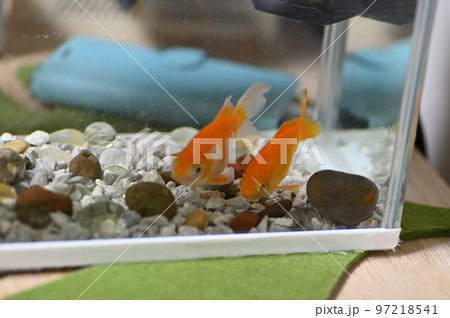 水槽に飼っている2匹の金魚 水槽に飼っている2匹の金魚 97218541