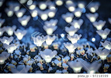 あしかがフラワーパークのイルミネーション 光の花の庭 栃木県足利市 あしかがフラワーパークのイルミネーション 光の花の庭 栃木県足利市 97218599