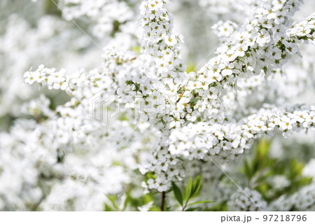 ユキヤナギ 雪柳 【神奈川県】 97218796