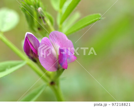 カラスノエンドウの花のアップ カラスノエンドウの花のアップ 97218821