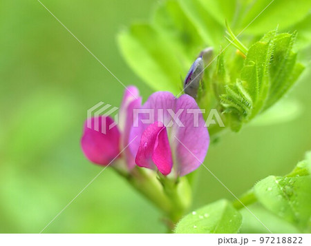 カラスノエンドウの花のアップ カラスノエンドウの花のアップ 97218822