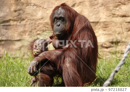 ん?見てた? ん?見てた? 97218827