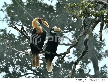 ハルマヘラ島のサイチョウ、パプアシワコブサイチョウ 97218943