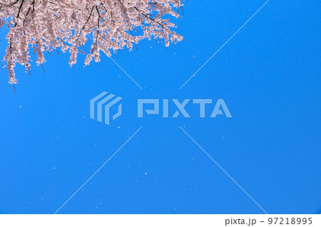青空　染井吉野　桜吹雪 97218995