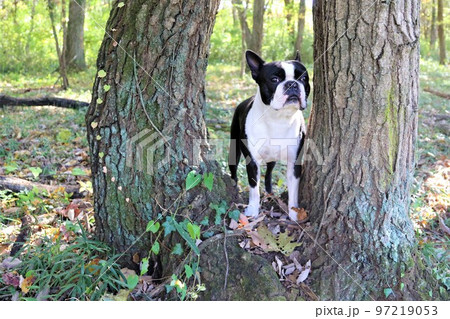 2022日本一幸せな鳩山町農村公園近くの雑木林で木の間から可愛く見つめるボストンテリアのマイティ君♡ 2022日本一幸せな鳩山町農村公園近くの雑木林で木の間から可愛く見つめるボストンテリアのマイティ君♡ 97219053