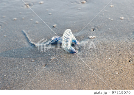 海岸に打ち上げられたカツオノエボシ 海岸に打ち上げられたカツオノエボシ 97219070