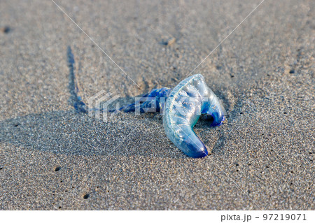 海岸に打ち上げられたカツオノエボシ 97219071
