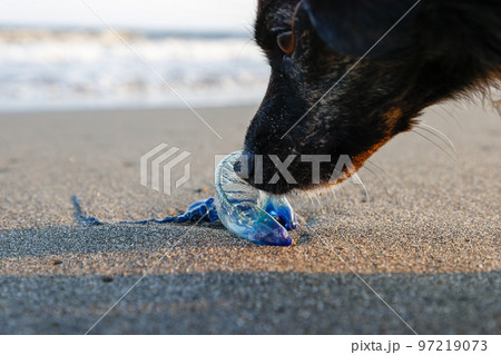 海岸に打ち上げられたカツオノエボシに興味を示す犬 海岸に打ち上げられたカツオノエボシに興味を示す犬 97219073