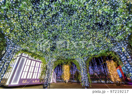 あしかがフラワーパークのイルミネーション 光の花の庭 栃木県足利市 あしかがフラワーパークのイルミネーション 光の花の庭 栃木県足利市 97219217