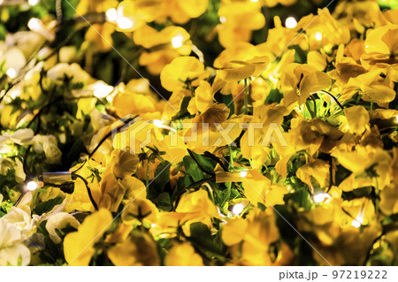 あしかがフラワーパークのイルミネーション 光の花の庭 栃木県足利市 あしかがフラワーパークのイルミネーション 光の花の庭 栃木県足利市 97219222
