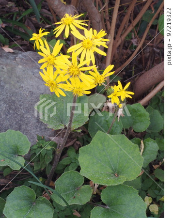 カンツワブキ（寒石蕗）の花 97219322