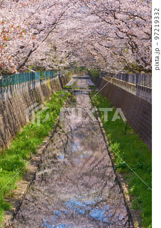 神奈川県川崎市麻生区片平の麻生川の桜並木を見る 神奈川県川崎市麻生区片平の麻生川の桜並木を見る 97219332