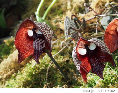 アリストロキア・サルバドレンシス Aristolochia salvadorensis アリストロキア・サルバドレンシス Aristolochia salvadorensis 97219362