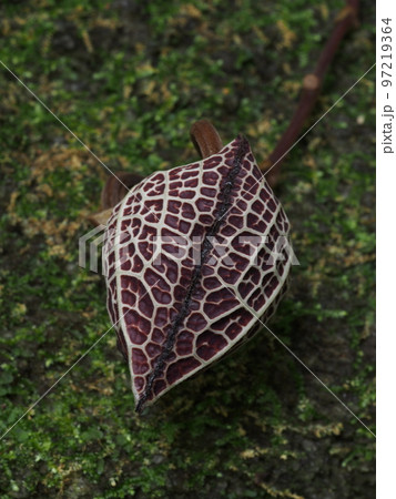 アリストロキア・サルバドレンシス Aristolochia salvadorensis アリストロキア・サルバドレンシス Aristolochia salvadorensis 97219364