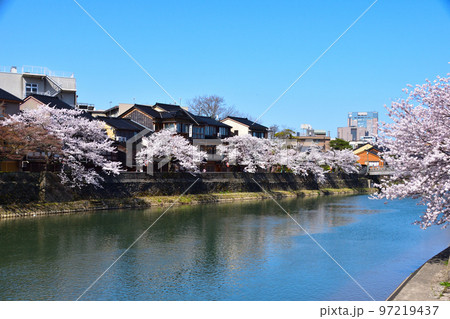桜景　金沢　主計町茶屋街 97219437