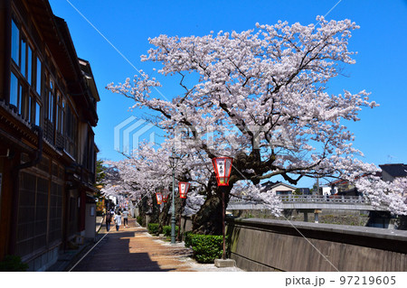 桜景　金沢　主計町茶屋街 97219605