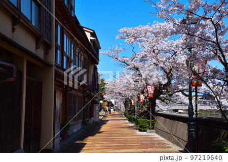 桜景　金沢　主計町茶屋街 97219640