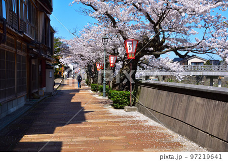桜景　金沢　主計町茶屋街 97219641