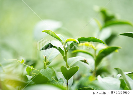 ティー 紅茶 茶 97219960