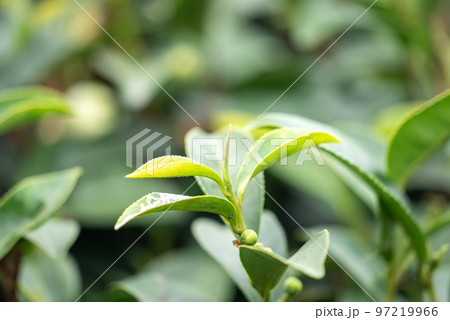 ティー 紅茶 茶 97219966