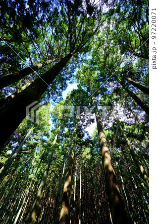 春日山原始林巨木の森 春日山原始林巨木の森 97220071