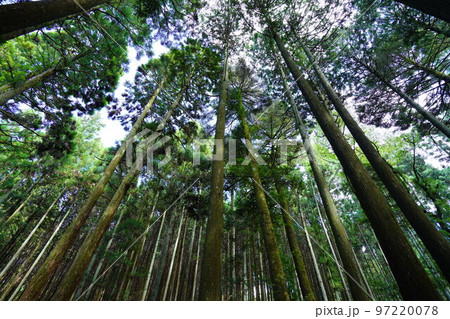 春日山原始林巨木の森 春日山原始林巨木の森 97220078