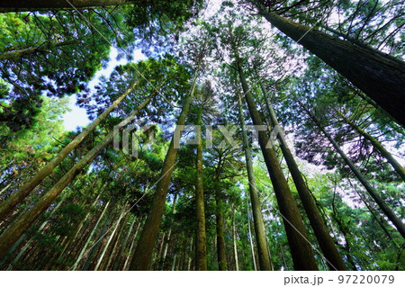 春日山原始林巨木の森 春日山原始林巨木の森 97220079