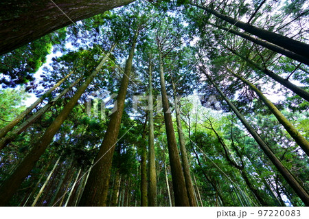 春日山原始林巨木の森 97220083