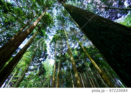 春日山原始林巨木の森 春日山原始林巨木の森 97220084