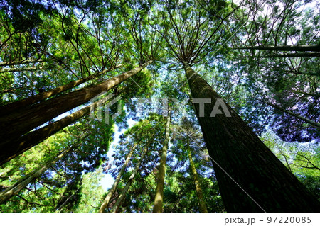 春日山原始林巨木の森 春日山原始林巨木の森 97220085