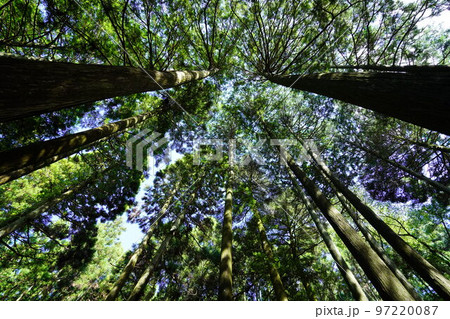 春日山原始林巨木の森 春日山原始林巨木の森 97220087