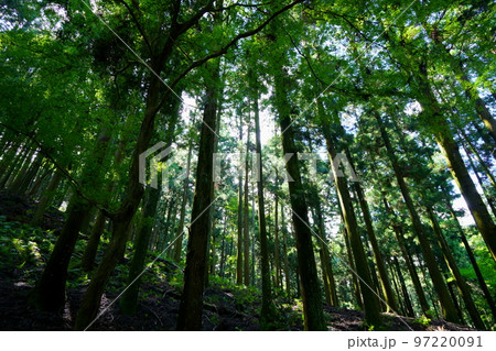 奈良奥山ドライブウエー・暗い原始林 97220091