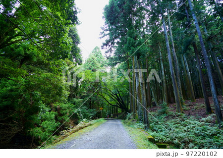 奈良奥山ドライブウエー・暗い原始林 97220102