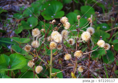 ツワブキの綿毛 ツワブキの綿毛 97220117