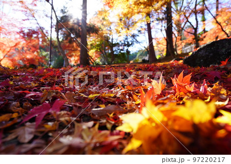京都和束・正法寺の真っ赤に降り積もった参道の紅葉 97220217