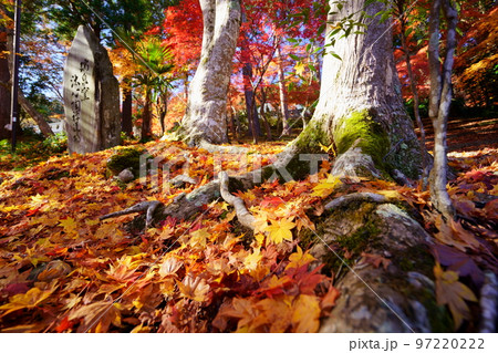 京都和束・正法寺の真っ赤に降り積もった参道の紅葉 97220222