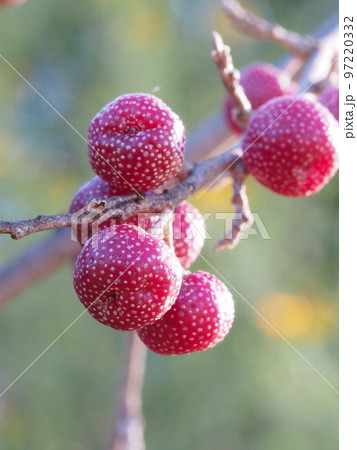 ホソグミ (細茱萸)・ロシアンオリーブの果実 97220332