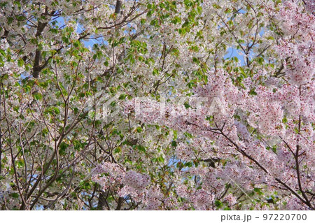 満開の桜と葉桜 97220700